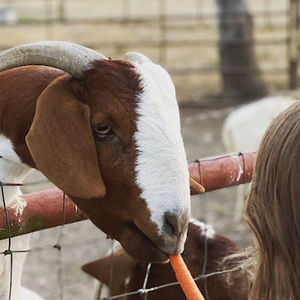 Meet your Posher, Annalee scott